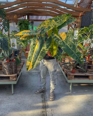 Philodendron billietiae variegata XXL vaso cm 29