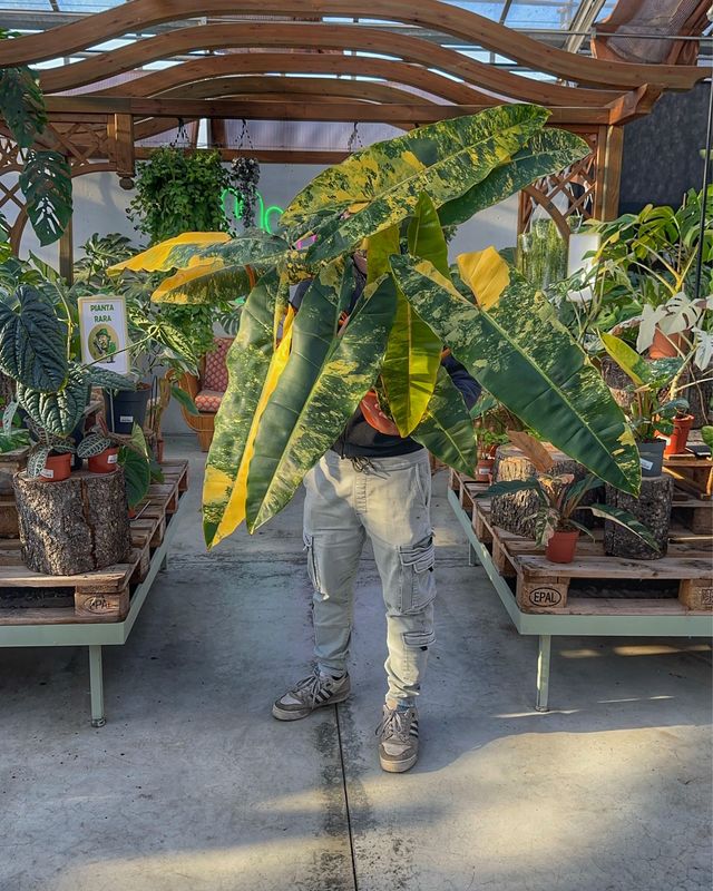 Philodendron billietiae variegata XXL vaso cm 29