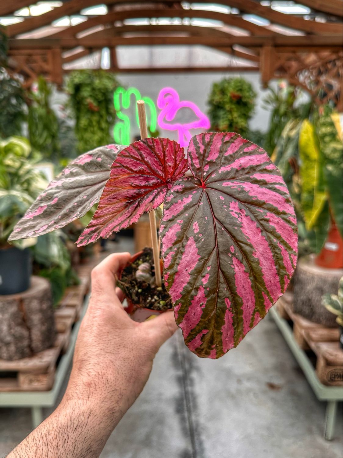 Begonia brevirimosa vaso cm 8