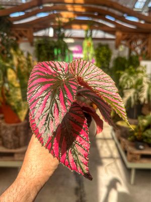 Begonia brevirimosa vaso cm 7