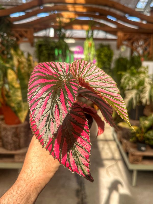 Begonia brevirimosa vaso cm 7