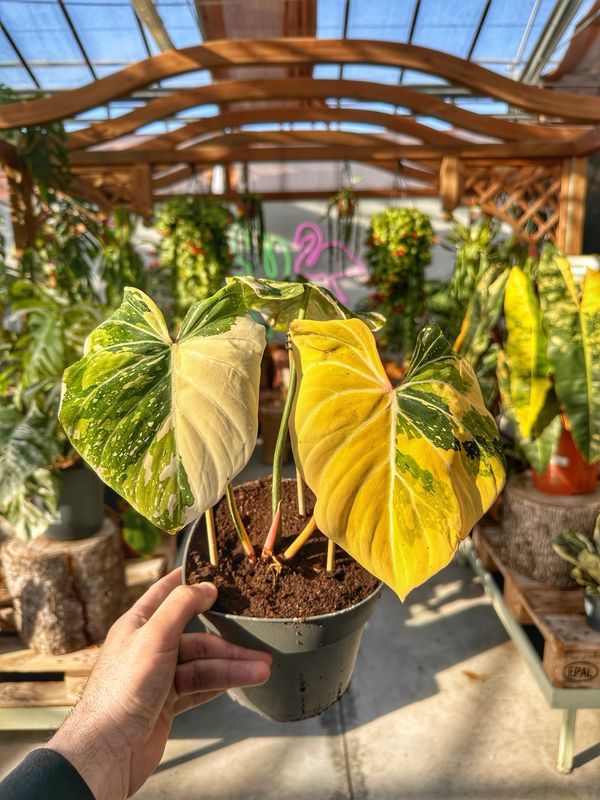 Philodendron gloriosum tricolor variegata vaso cm 17