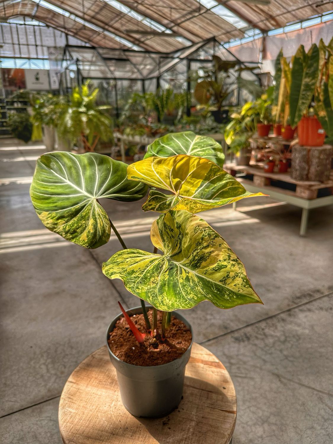 Philodendron gloriosum tricolor variegata vaso cm 17