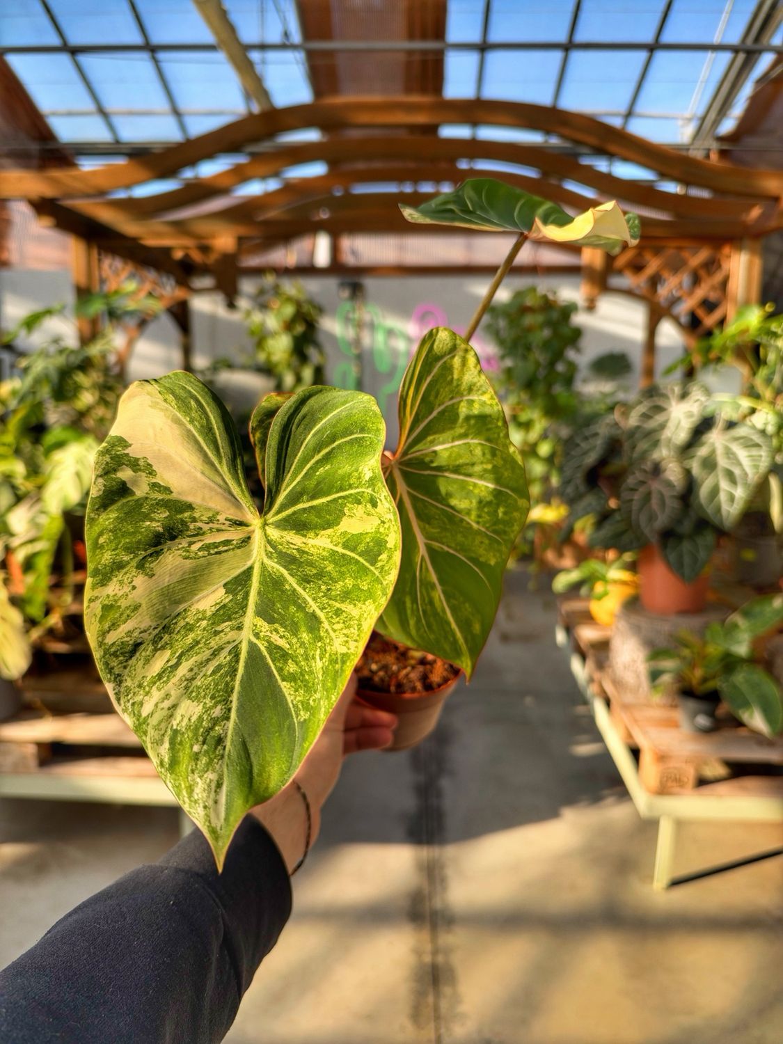 Philodendron gloriosum tricolor variegata vaso cm 12