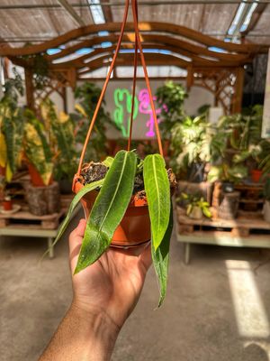 Anthurium pallidiflorum vaso cm 14