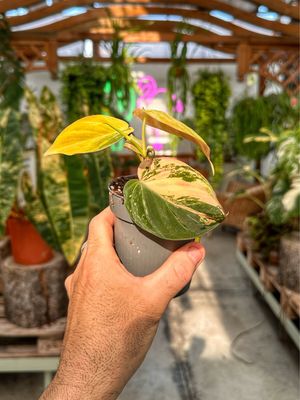 Philodendron micans variegata vaso cm 9