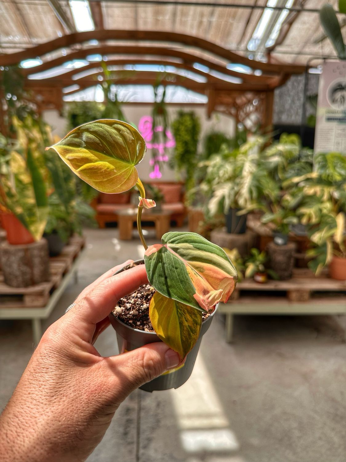 Philodendron micans variegata vaso cm 9