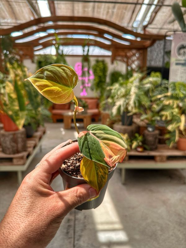 Philodendron micans variegata vaso cm 9 Philodendron micans variegata vaso cm 9