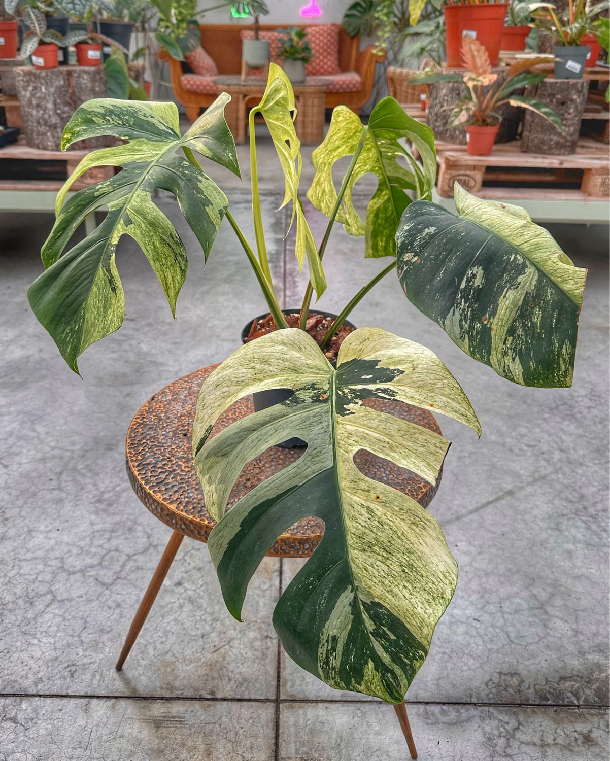 Monstera jungle Mint vaso cm 17