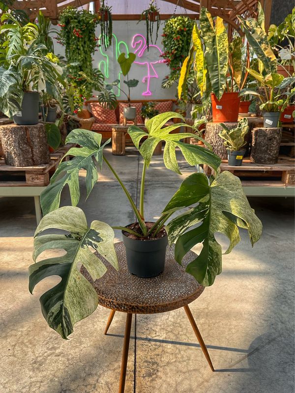 Monstera jungle Mint vaso cm 17