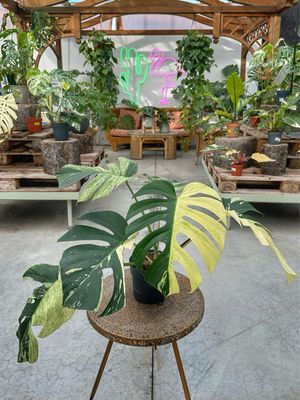 Monstera jungle Mint vaso cm 17