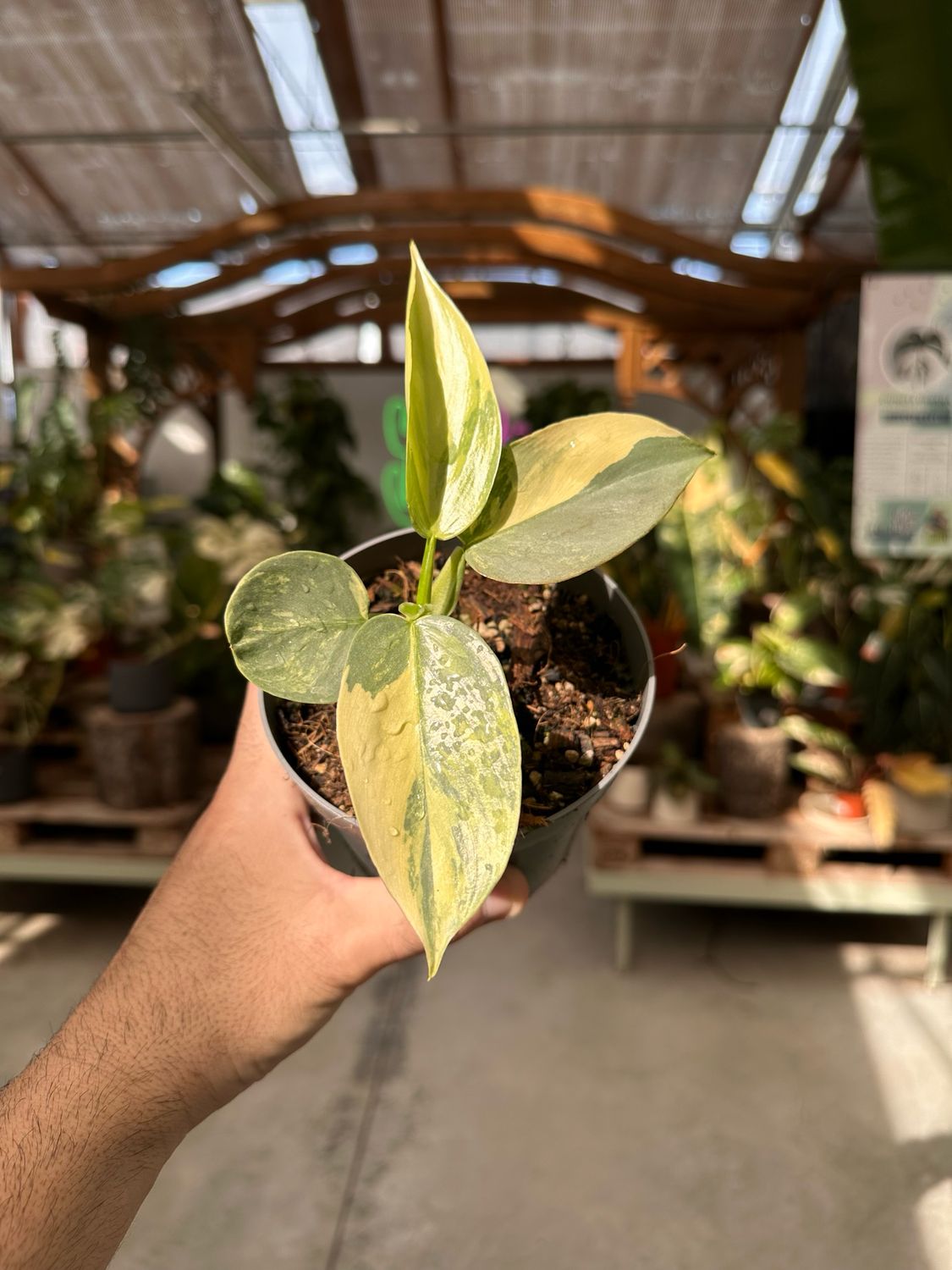 Philodendron hastatum aureovariegata vaso cm 12