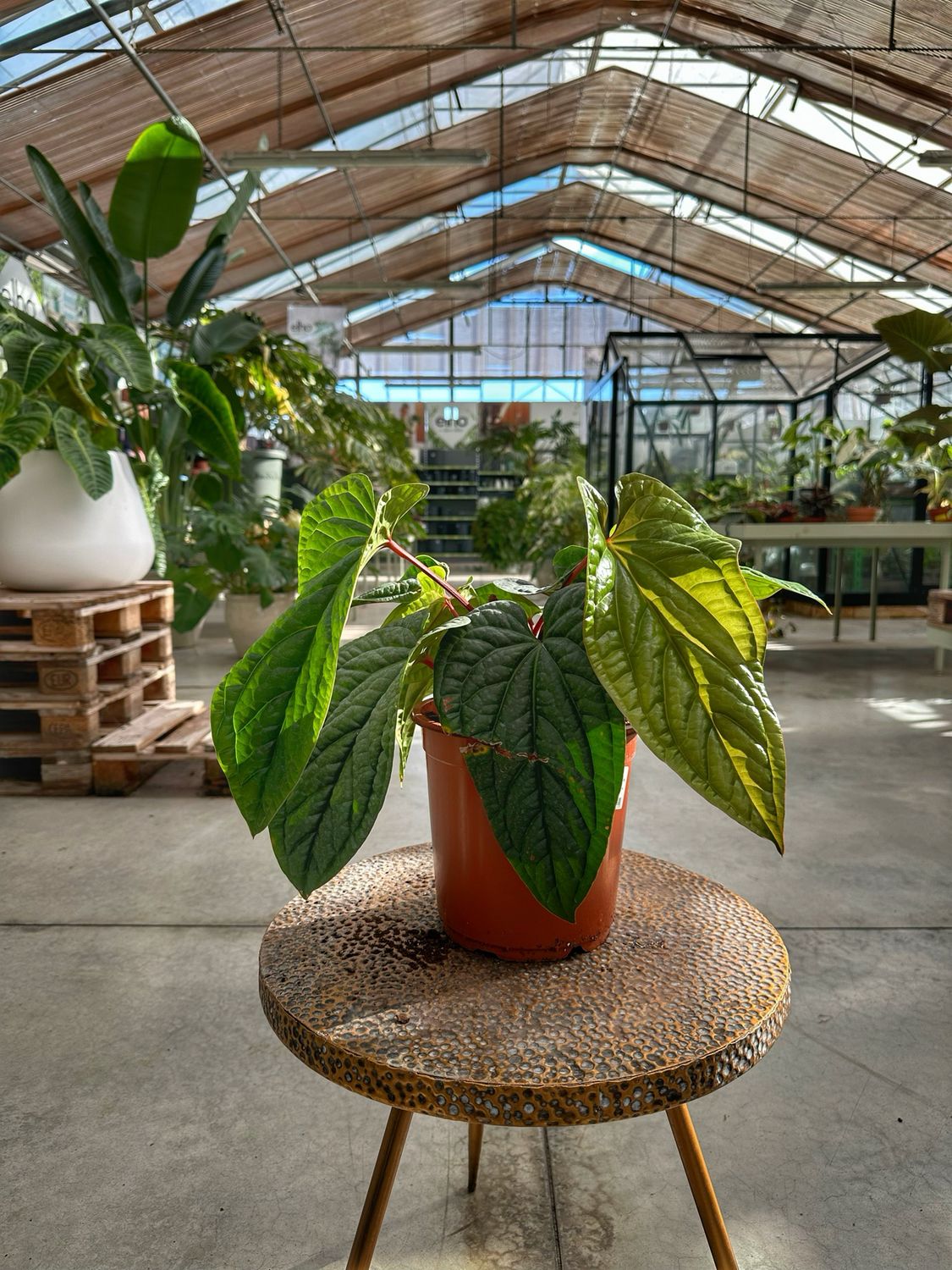 Anthurium luxurians x radicans XXL vaso cm 21