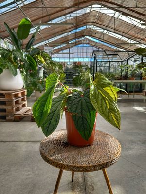 Anthurium luxurians x radicans XXL vaso cm 21