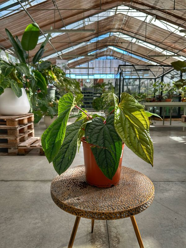Anthurium luxurians x radicans XXL vaso cm 21