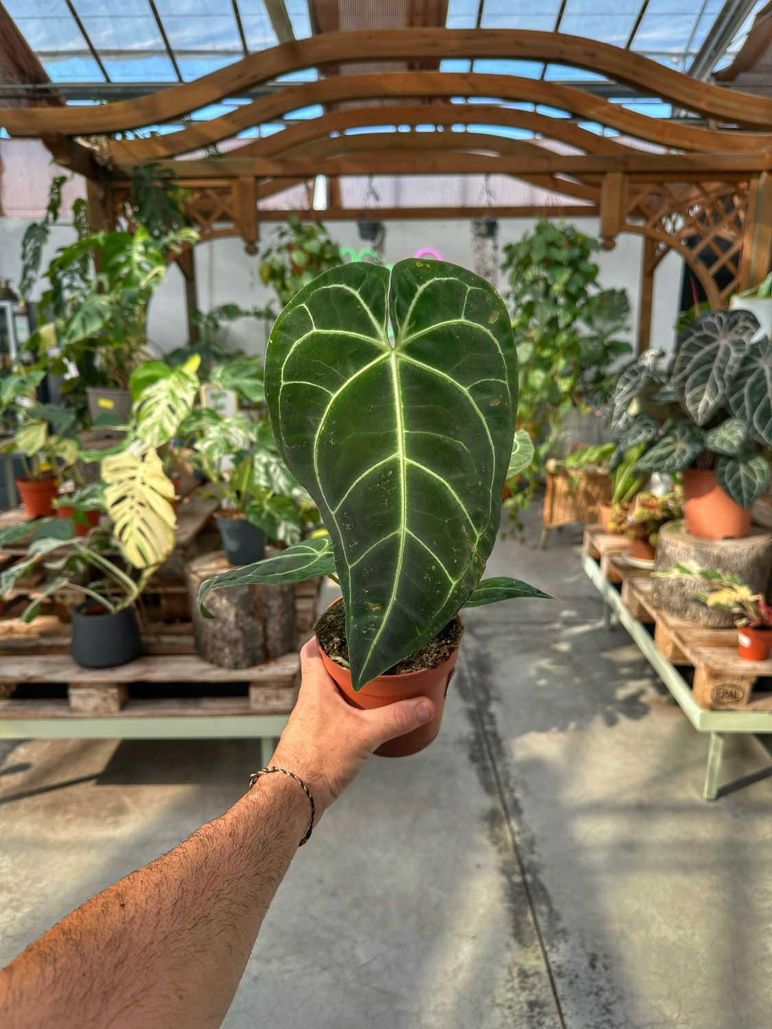 Anthurium regale vaso cm 12