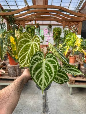 Anthurium crystallinum Fluorite vaso cm 17