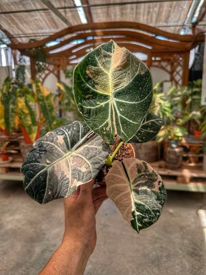 Alocasia black velvet variegata pink M vaso cm 12