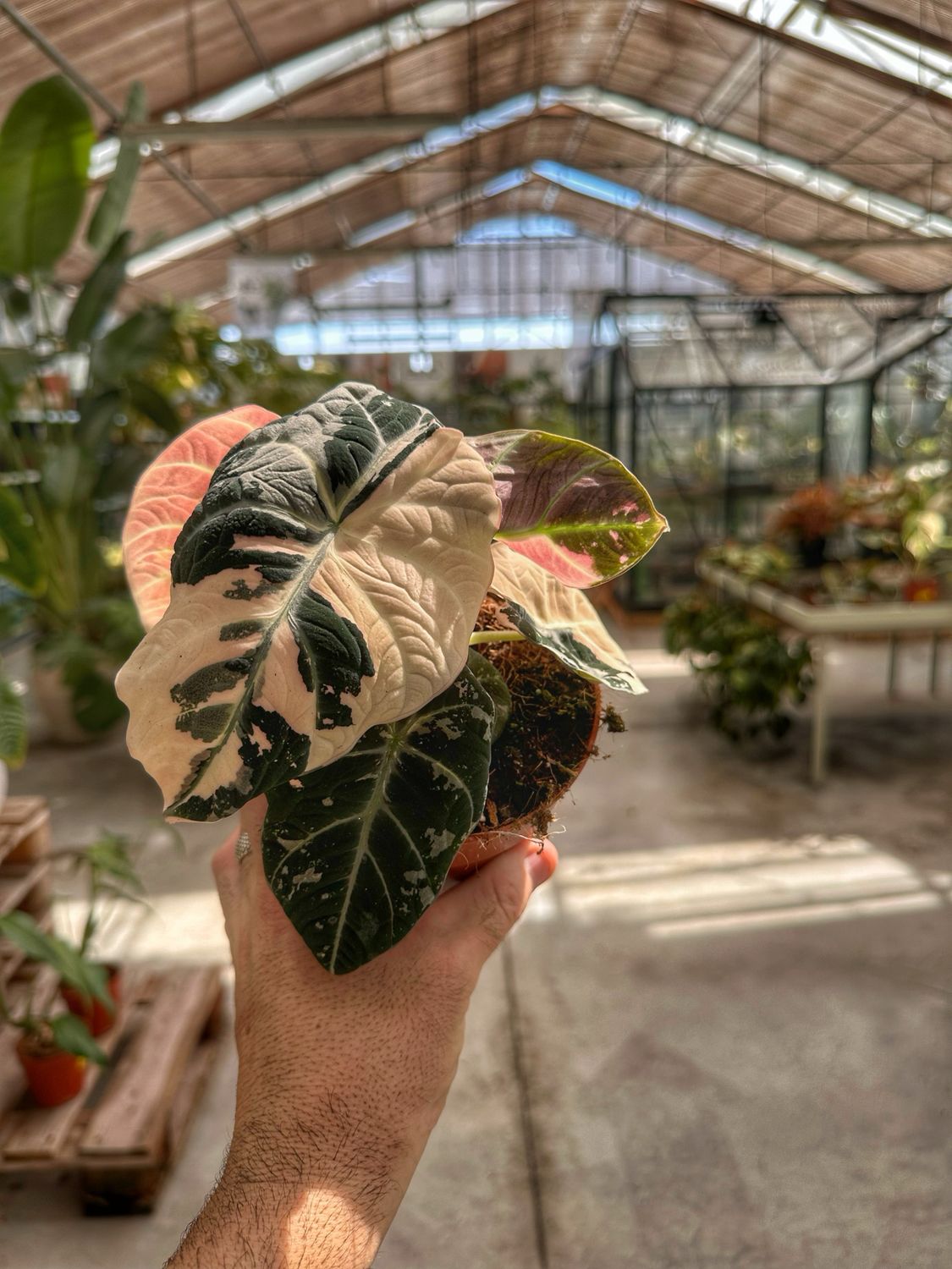 Alocasia black velvet variegata pink M vaso cm 12