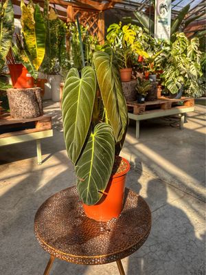 Philodendron melanocrysum Xl vaso cm 21