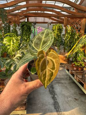 Anthurium Michelle X magnificum