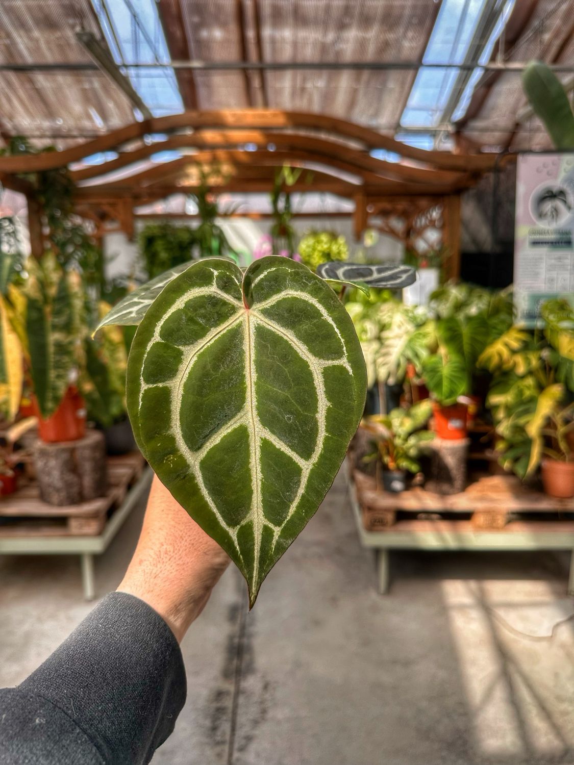 Anthurium Michelle X magnificum