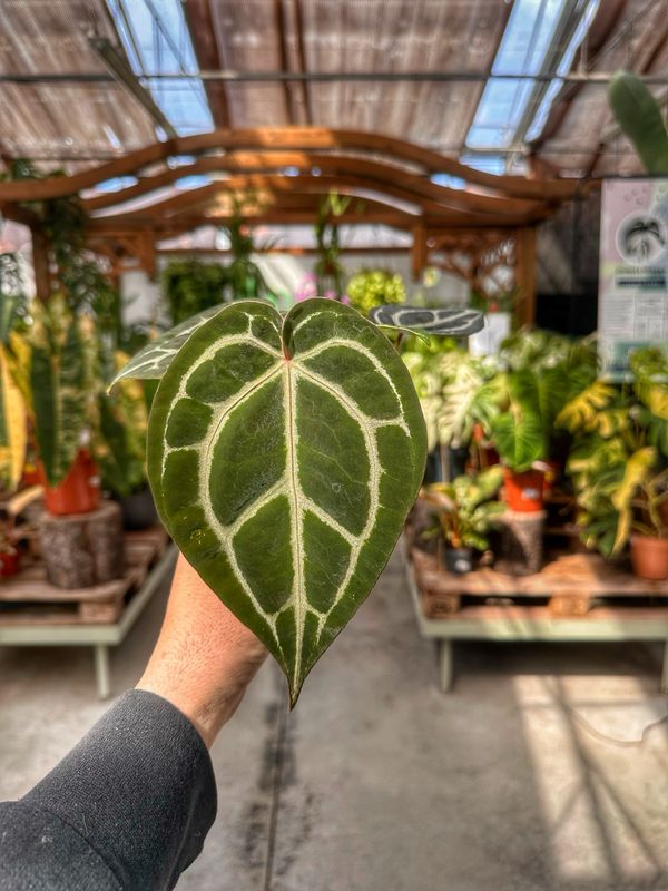 Anthurium Michelle X magnificum