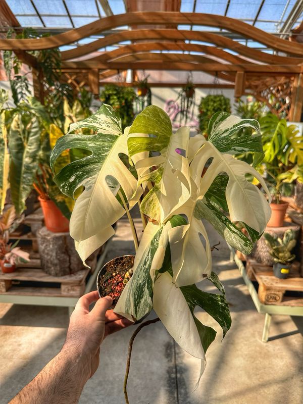 Monstera albovariegata half moon vaso cm 12