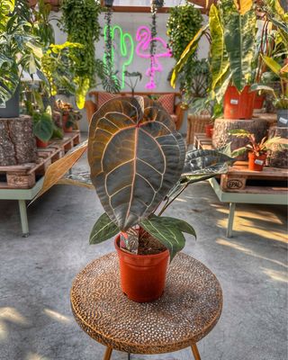 Anthurium Zara vaso cm 17