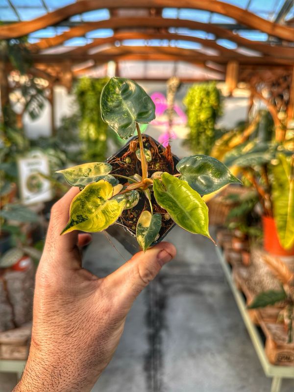 Philodendron billietiae variegata vaso cm 7