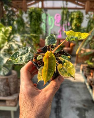 Philodendron billietiae variegata vaso cm 7