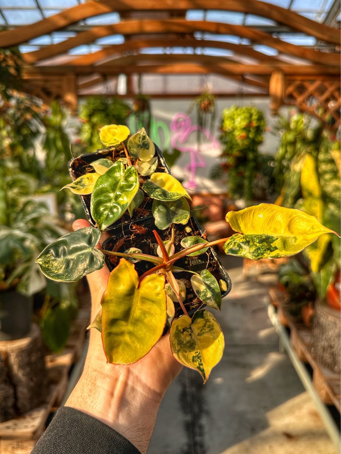 Philodendron billietiae variegata vaso cm 7