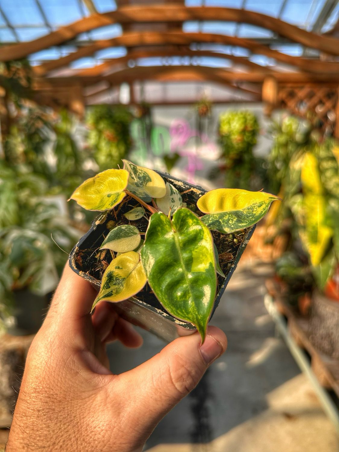 Philodendron billietiae variegata vaso cm 7