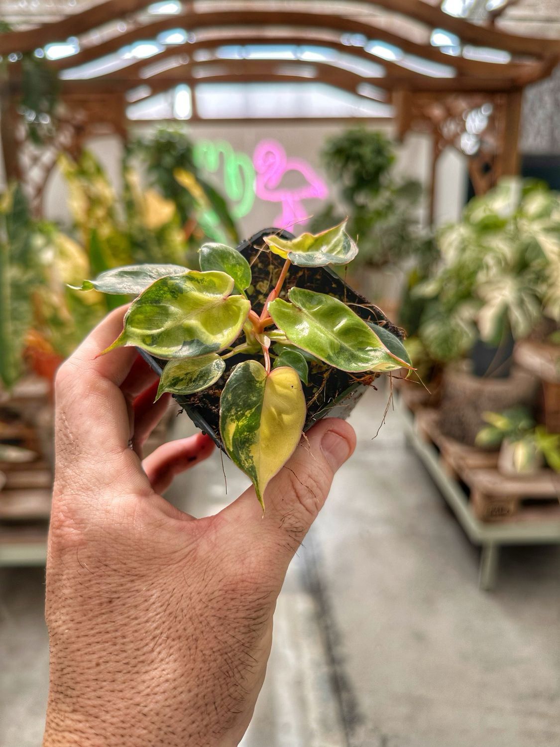 Philodendron billietiae variegata vaso cm 7