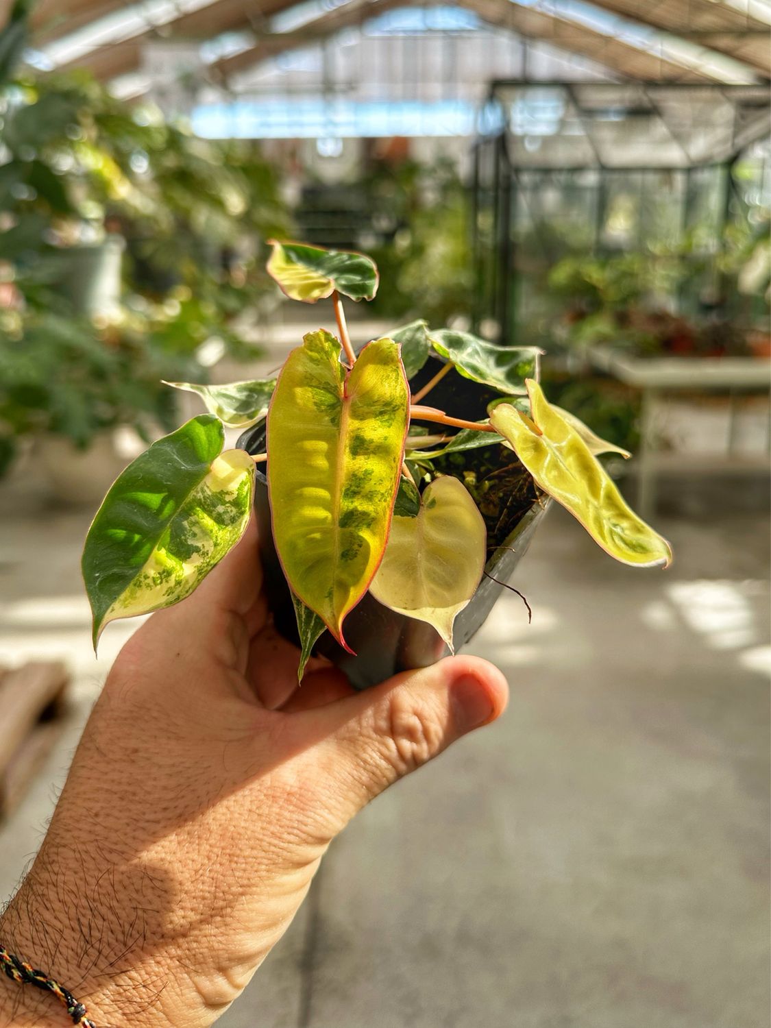 Philodendron billietiae variegata vaso cm 7