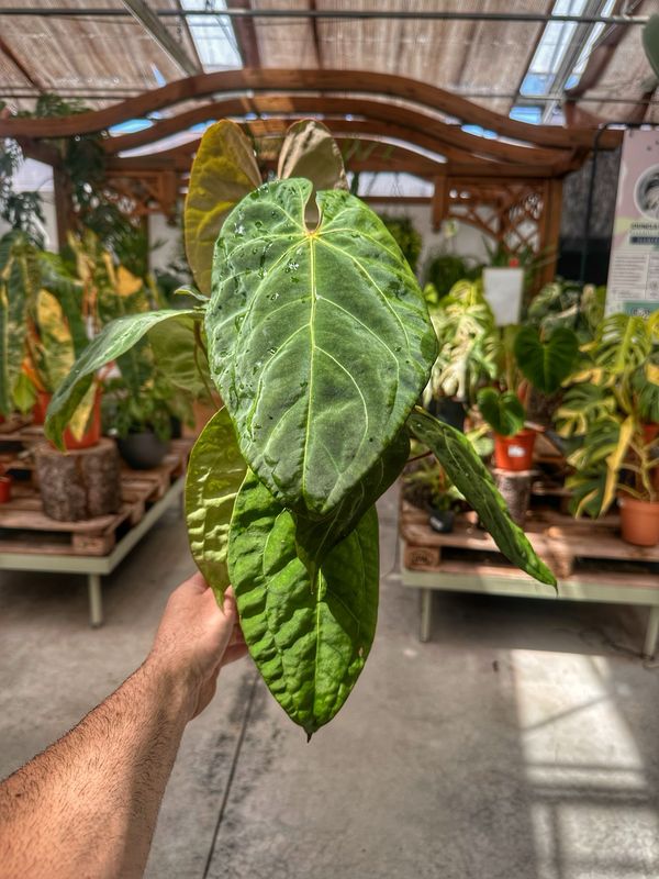 Anthurium papillilaminum x magnificum vaso cm 12