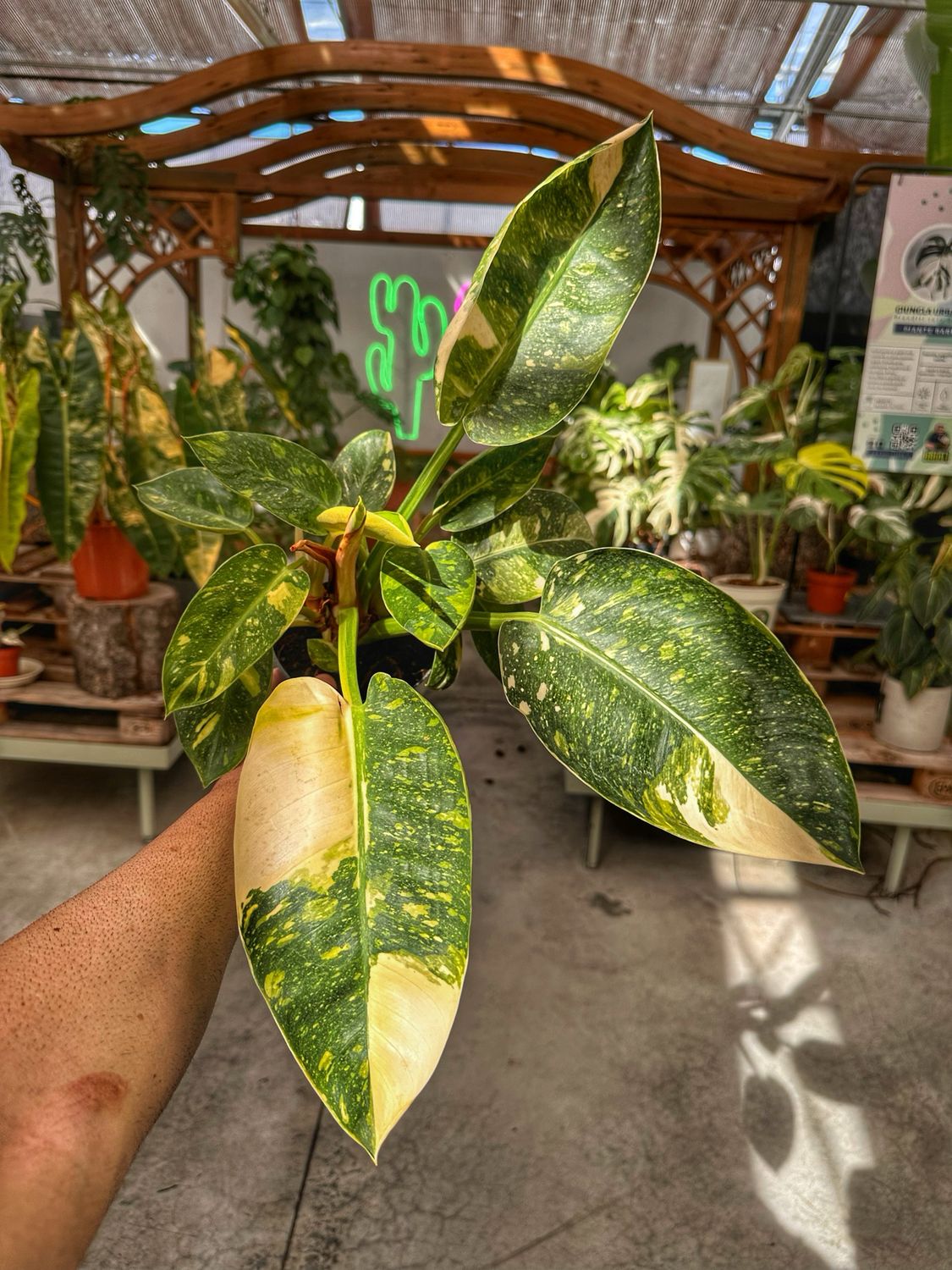 Philodendron green congo variegato vaso cm 14