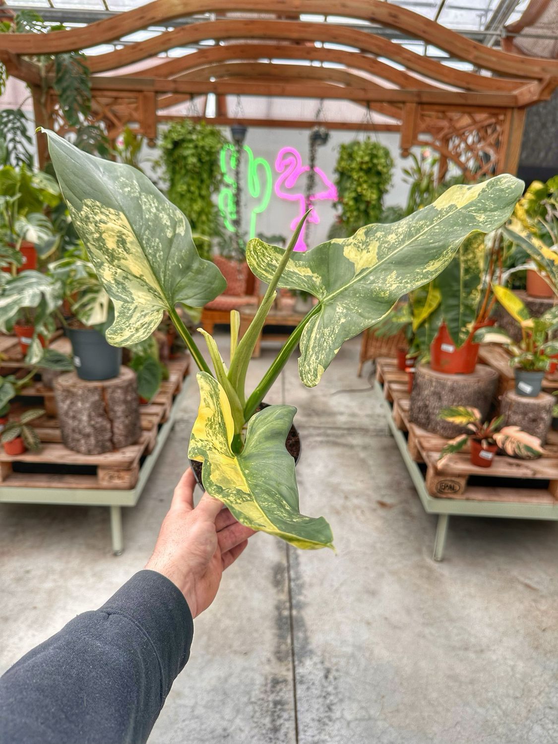 Philodendron hastatum variegato XL vaso cm 14