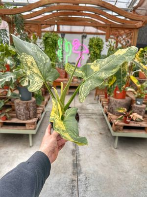 Philodendron hastatum variegato XL vaso cm 14