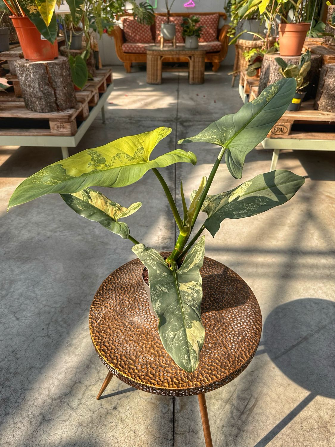 Philodendron hastatum variegato XL vaso cm 14