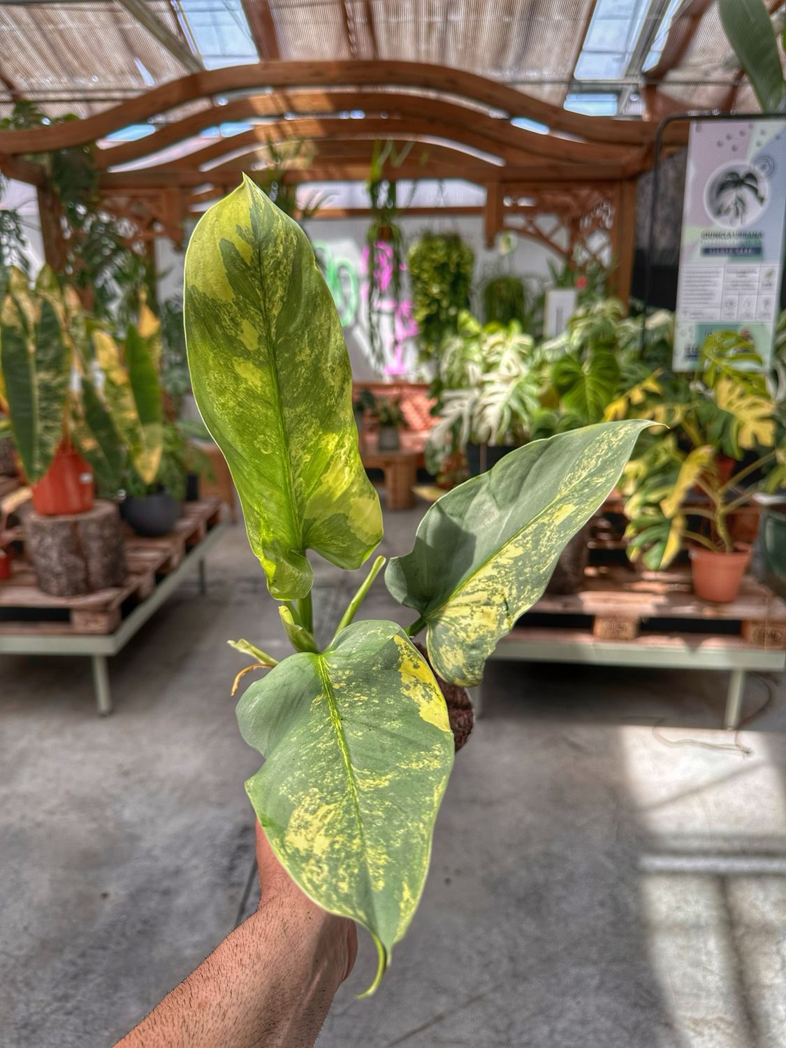 Philodendron hastatum variegato XL vaso cm 14