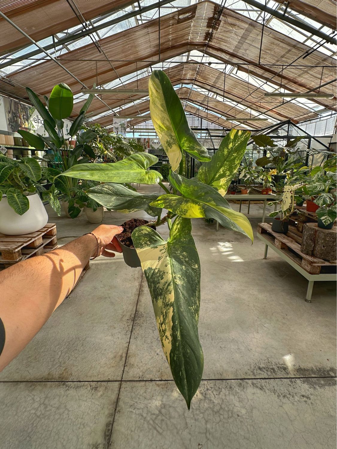 Philodendron hastatum variegato XL vaso cm 14