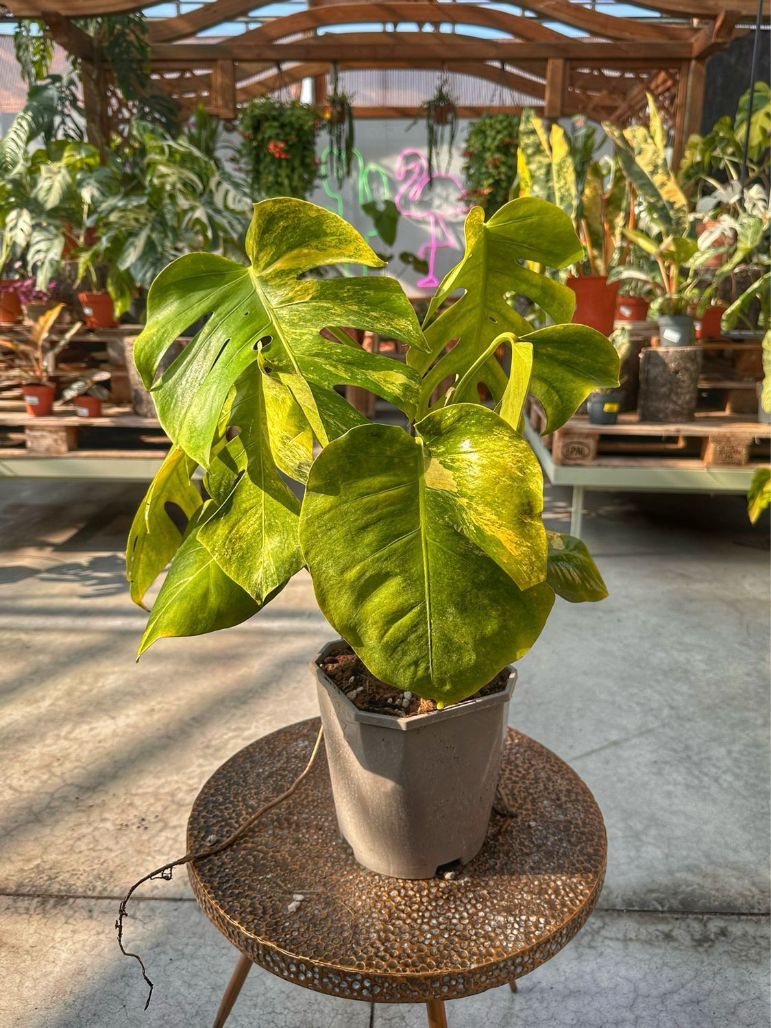 Monstera deliciosa aurea XL vaso cm 19, SCEGLI LA PIANTA: NUMERO 1