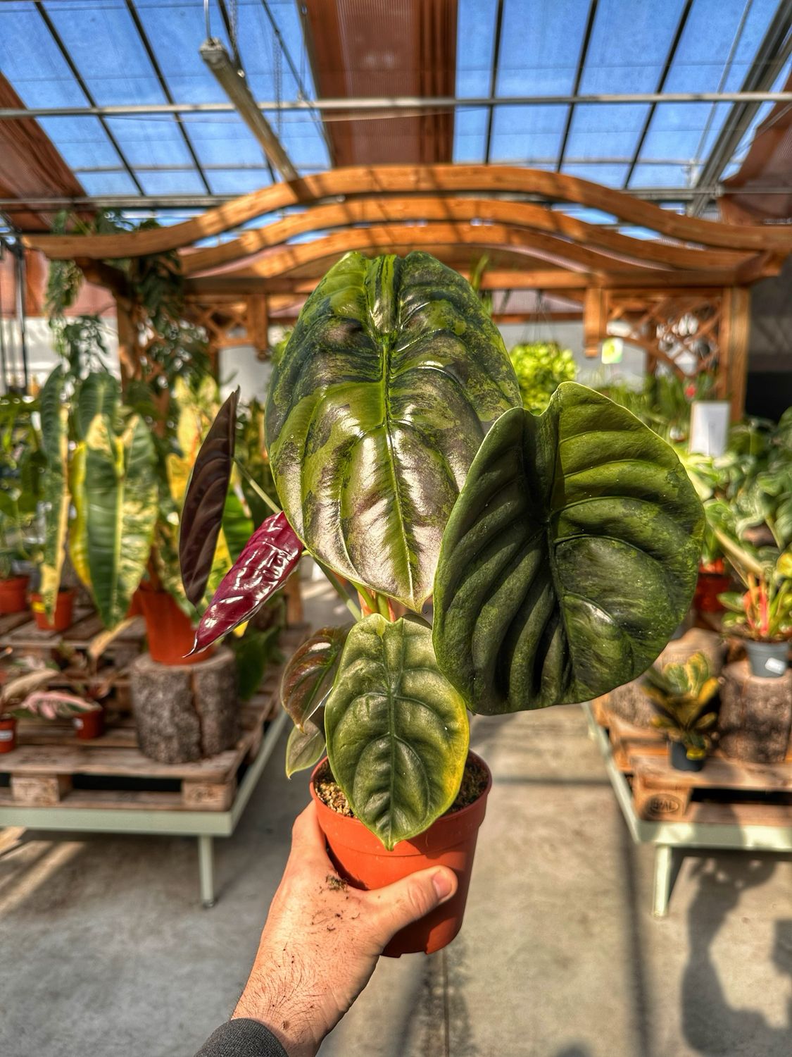 Alocasia cuprea variegata vaso cm 12