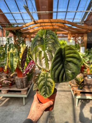 Alocasia cuprea variegata vaso cm 12