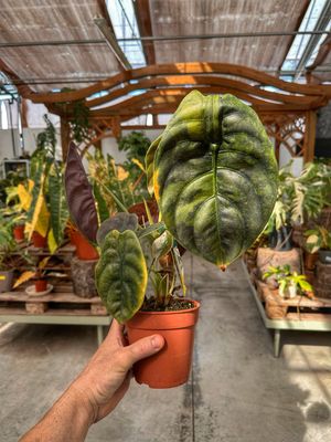 Alocasia cuprea variegata vaso cm 12