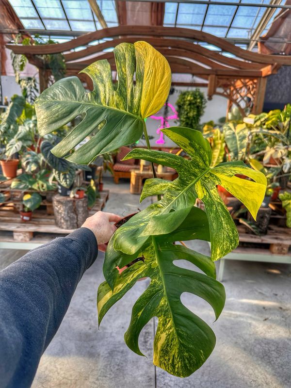 Monstera deliciosa aureovariegata L vaso cm 17