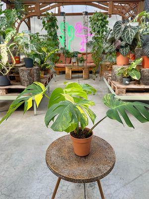 Monstera deliciosa aureovariegata L vaso cm 15