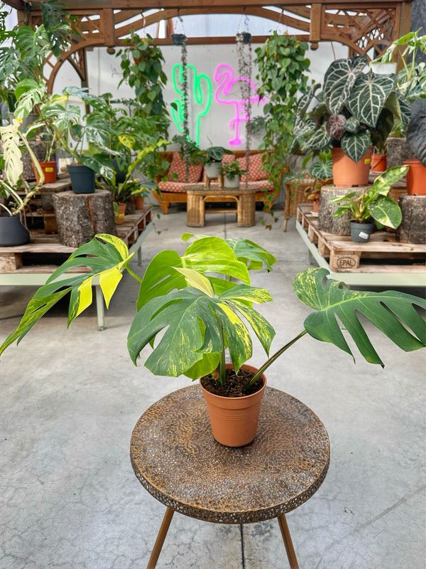Monstera deliciosa aureovariegata L vaso cm 15