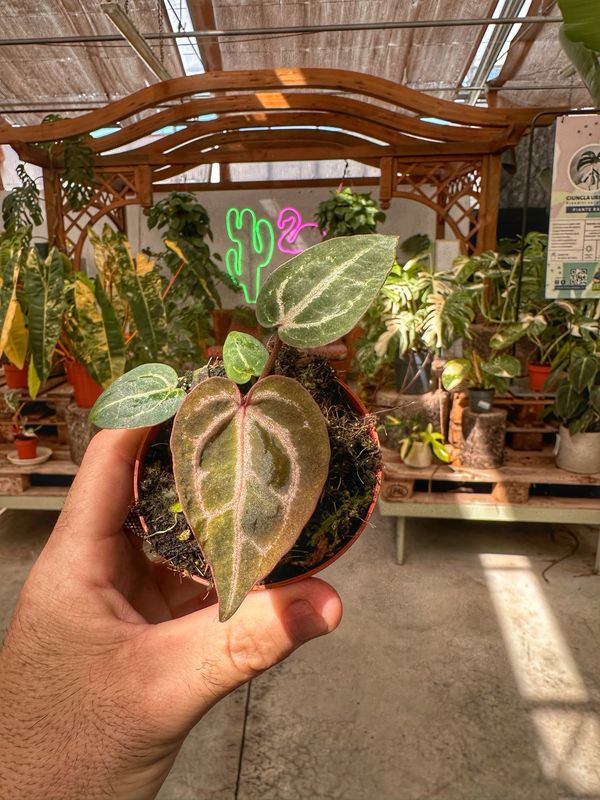 Anthurium red crystallinum vaso cm 8